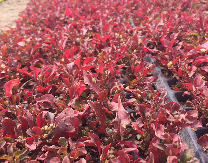 五色草（小葉紅草）